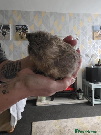 Guinea Pig rodents 6 boars 4 sale pr5 5ag - Advert 2