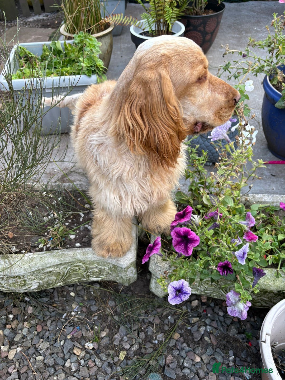 Cocker Spaniel dogs for sale: Outstanding show cocker pups - Image 26