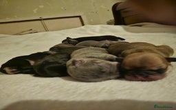 French Bulldog dogs for sale: Exquisite Pedigree French Bull Dog Puppies  - Image 2