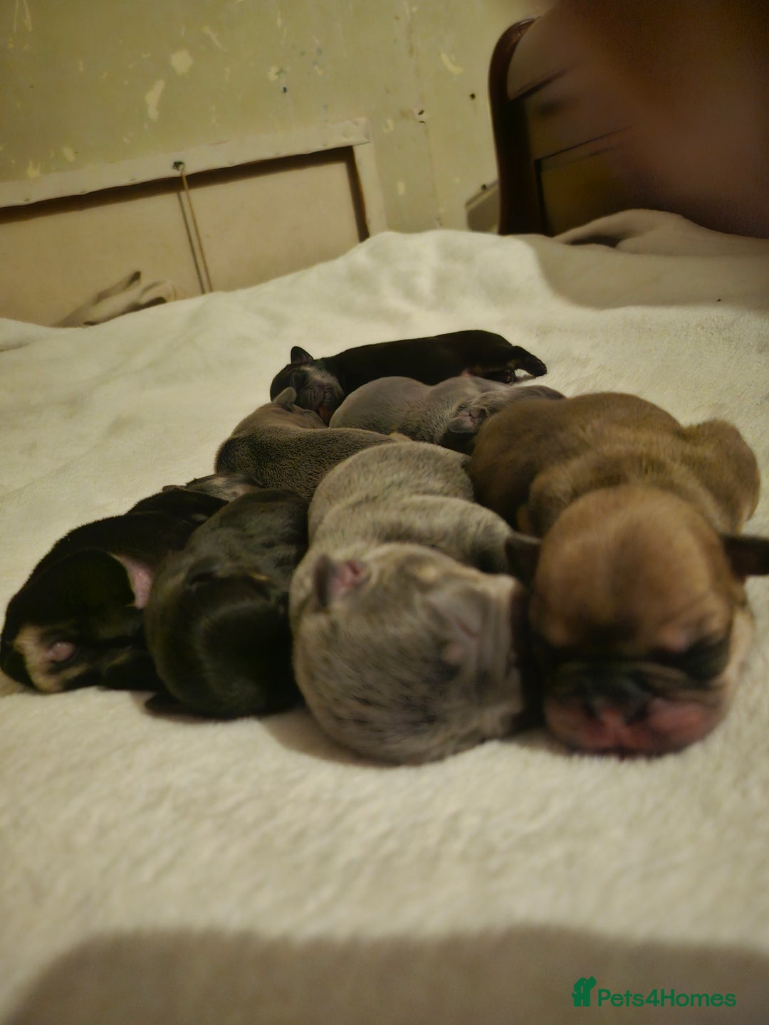 French Bulldog dogs for sale: Exquisite Pedigree French Bull Dog Puppies  - Image 2