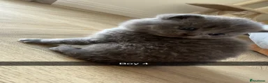 British Shorthair Kitten 4