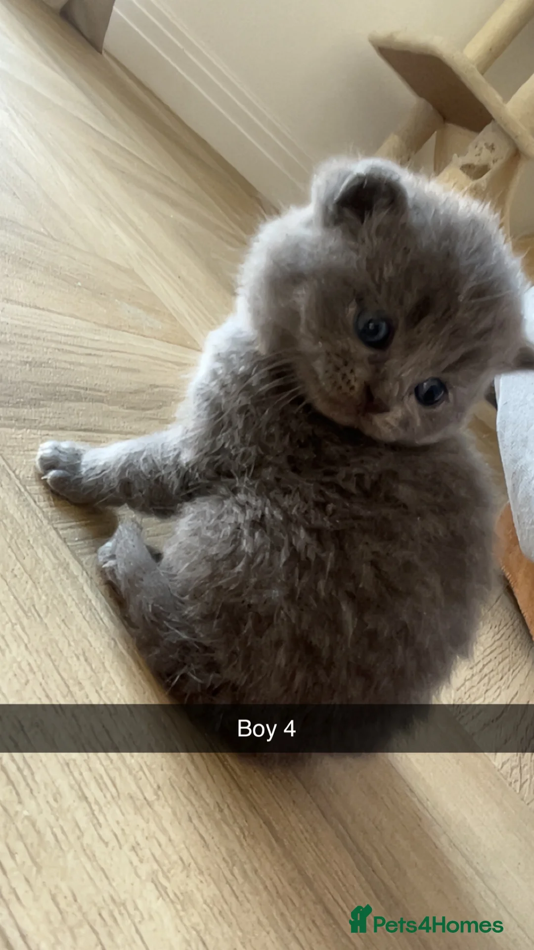 British Shorthair cats for sale: Lilac & Blue British Shorthairs  in Weston-super-Mare - Advert 2