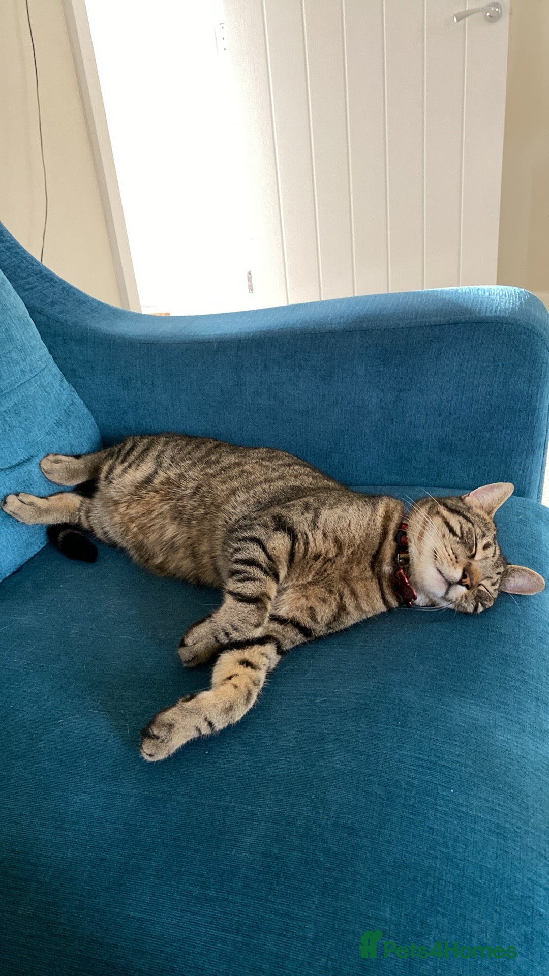 British Shorthair cats Beautiful tabby cat looking to be rehomed - Advert 2
