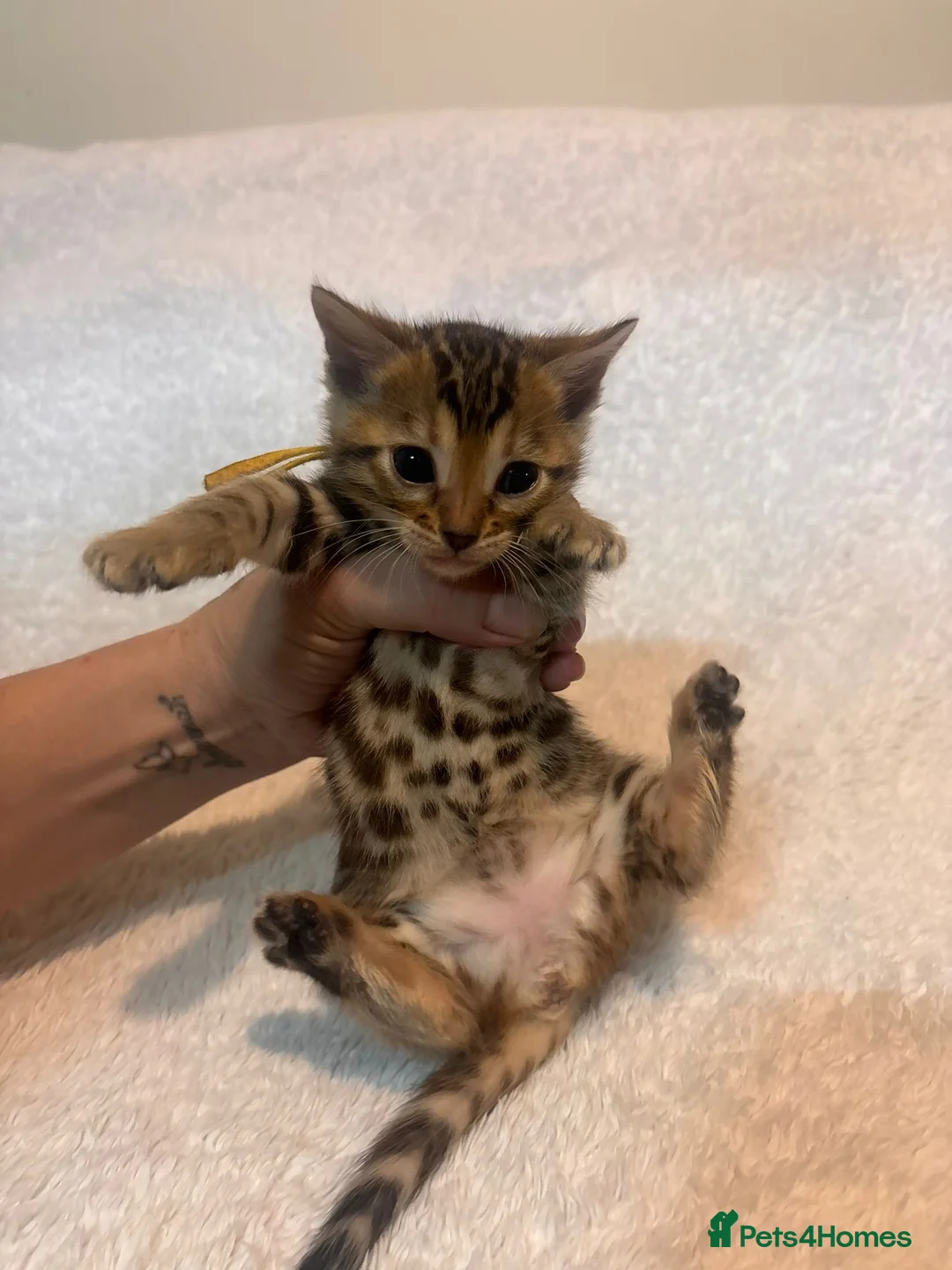Bengal cats for sale: Pedigree Brown Rosetted Bengals  - Advert 2