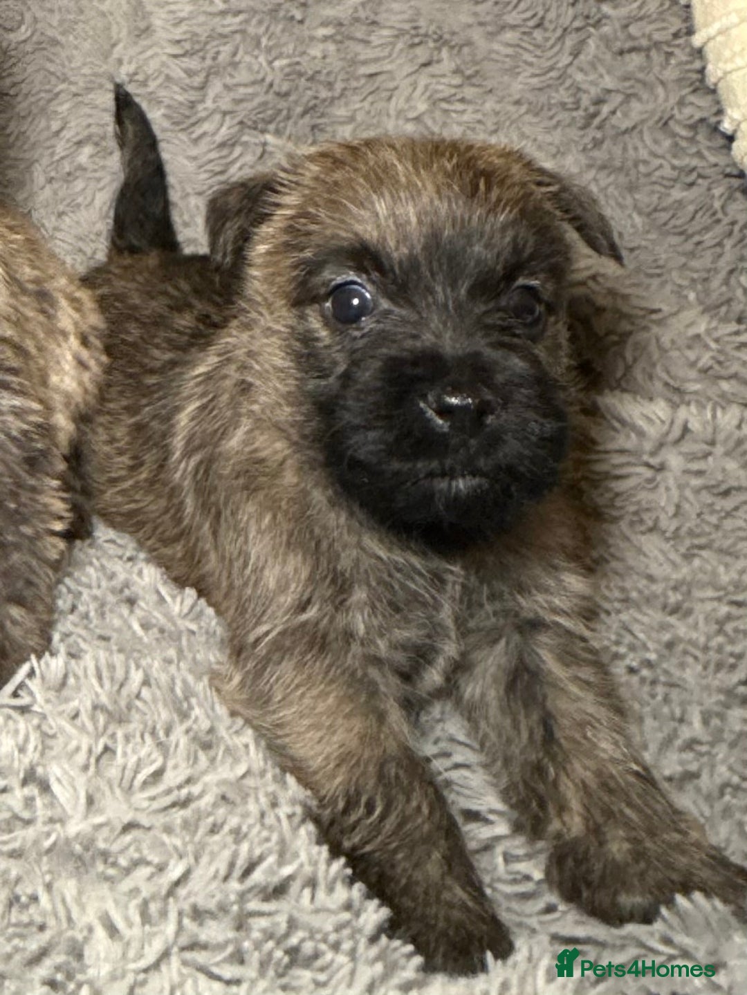 Cairn Terrier dogs for sale: STUNNING cairn terrier babies 🐾 - Advert 4