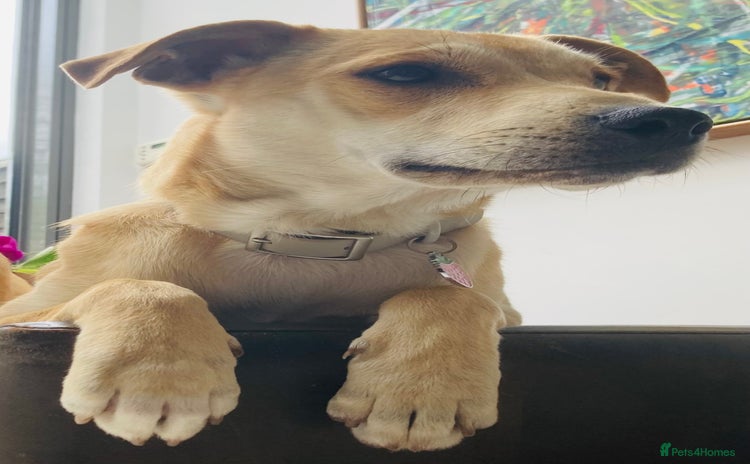 Mixed Breed dogs - Advert 13