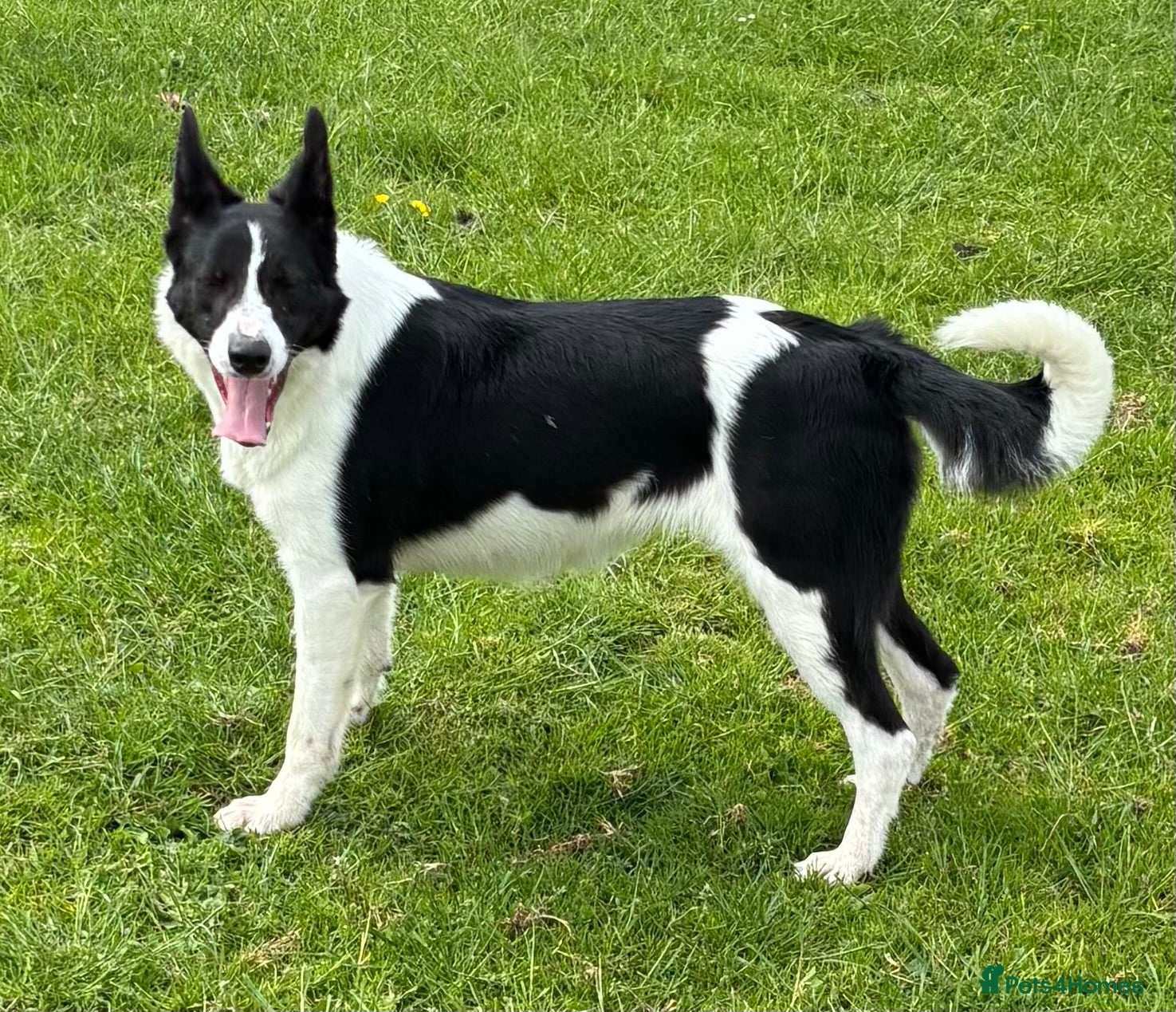 Border Collie dogs for sale: Border Collie for sale - Advert 1