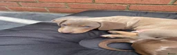 Miniature Dachshund dogs for sale: STUNNING Mini Dachs 🩶 🤎 - Advert 13
