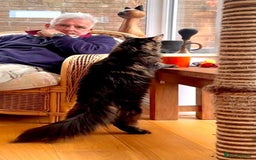 Maine Coon cats for sale: Beautiful Maine Coon Male - Image 7