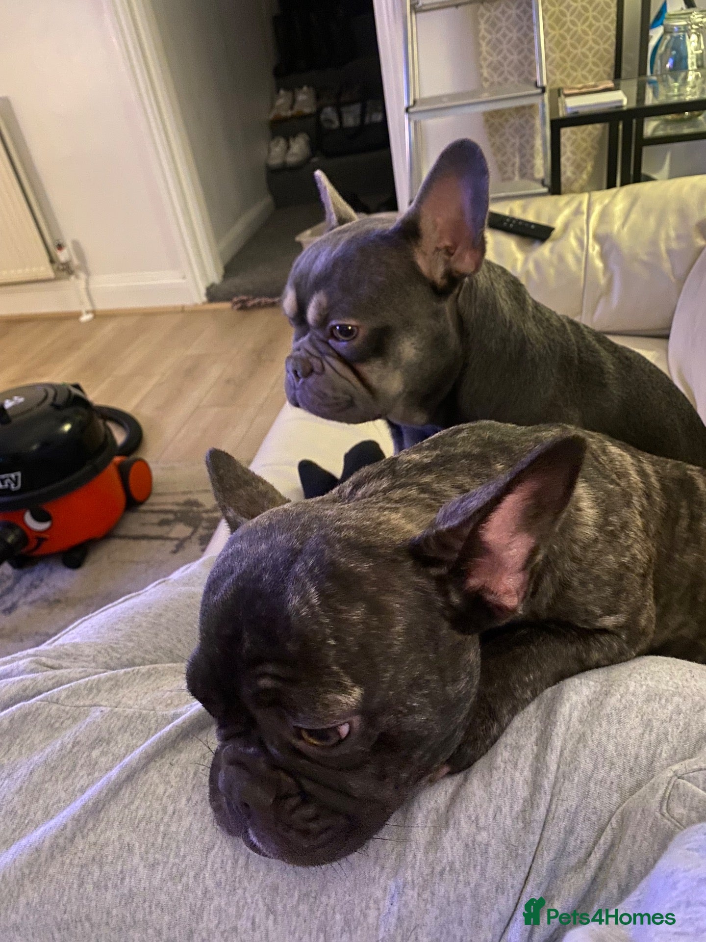 French Bulldog dogs Four Pedigree French Bulldogs Available for Sale - Advert 1