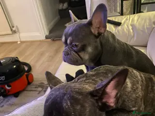 French Bulldog dogs Four Pedigree French Bulldogs Available for Sale - Advert 1