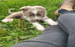 Border Collie dogs for sale: Border collie puppies - Image 5
