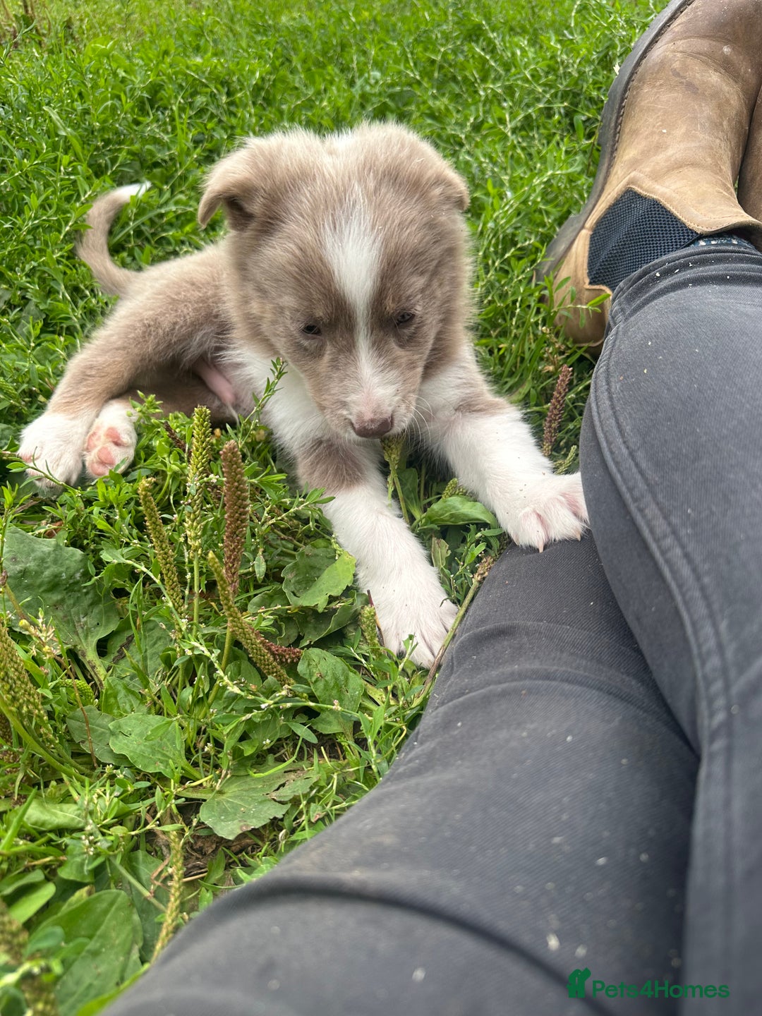 Border Collie dogs for sale: Border collie puppies - Image 5