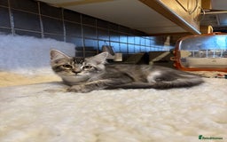 Maine Coon cats for sale: 3 Stunning Maine Coon Boys Ready To Go Now!!! - Image 11