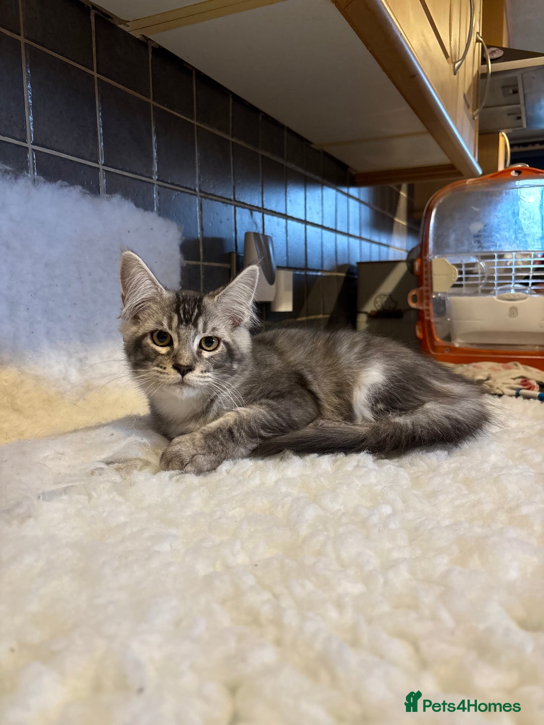 Maine Coon cats for sale: 3 Stunning Maine Coon Boys Ready To Go Now!!! - Image 11