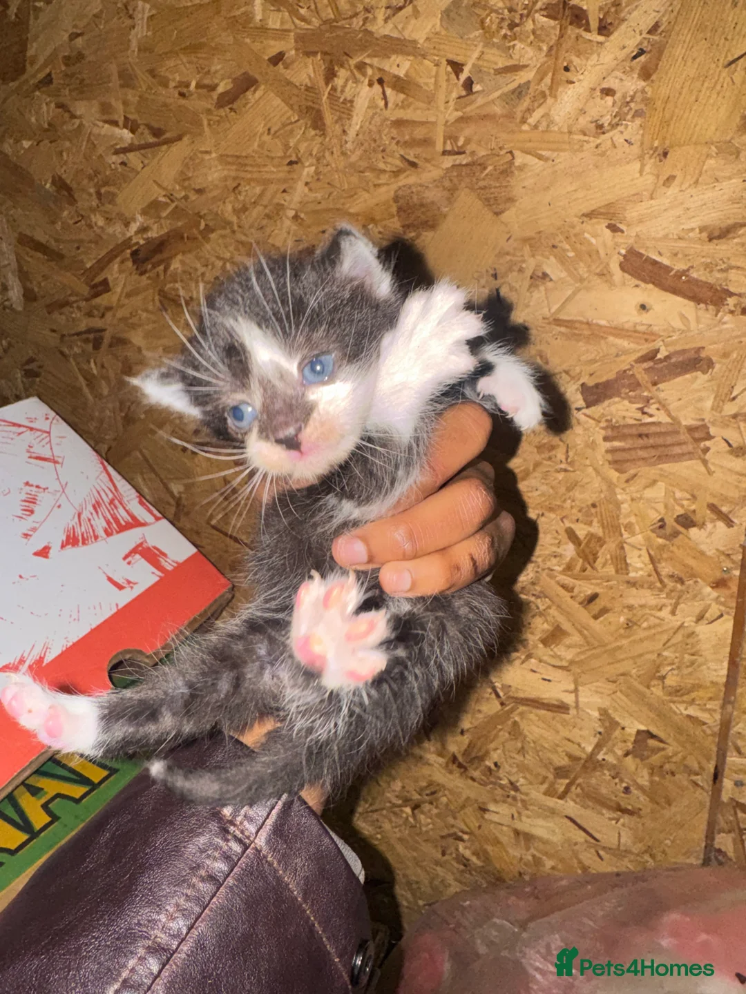 Domestic Shorthair cats for sale: Beautiful Black and White Kittens. in Guildford - Advert 7