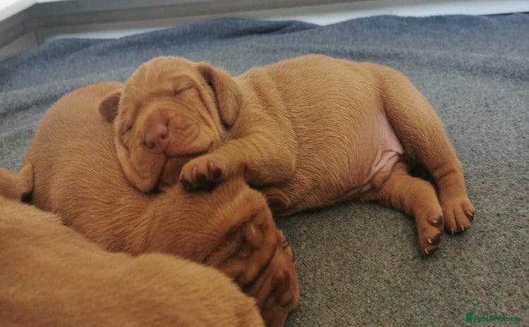 Hungarian Vizsla dogs - Advert 1