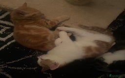 Mixed Breed cats for sale: Looking for forever home - Image 16