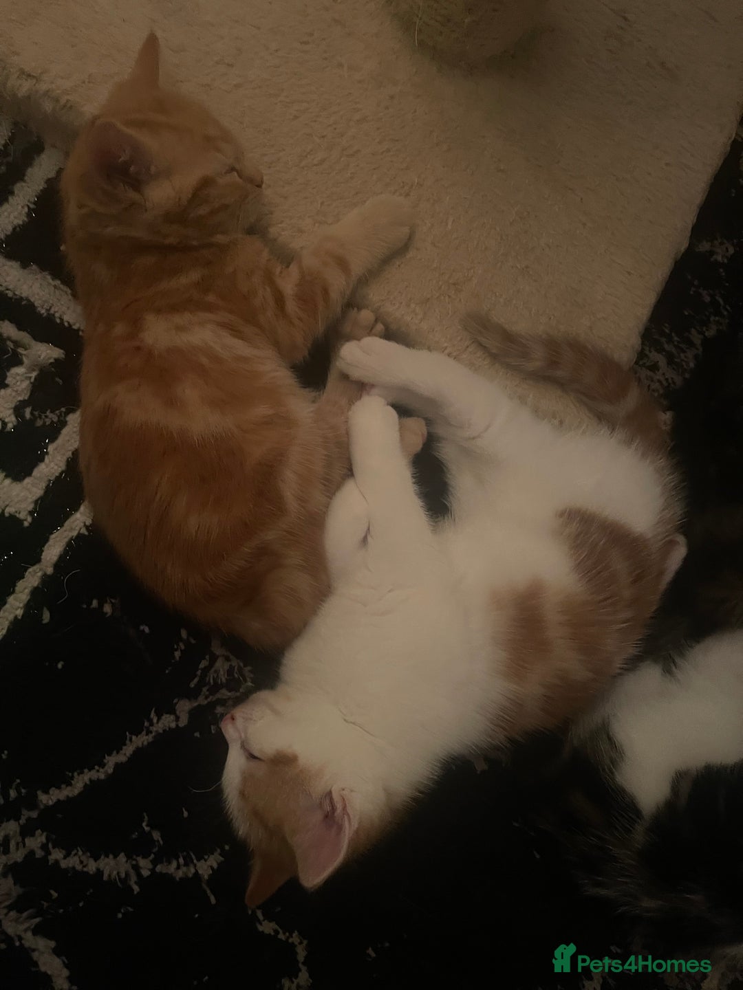 Mixed Breed cats for sale: Looking for forever home - Image 16