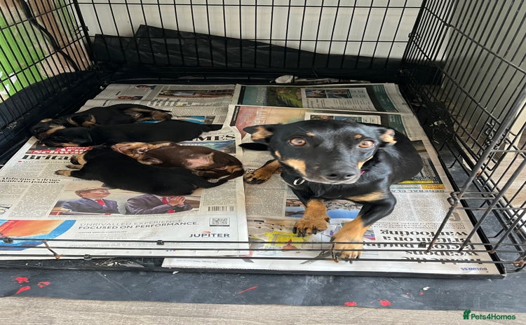 Lancashire Heeler dogs - Advert 1