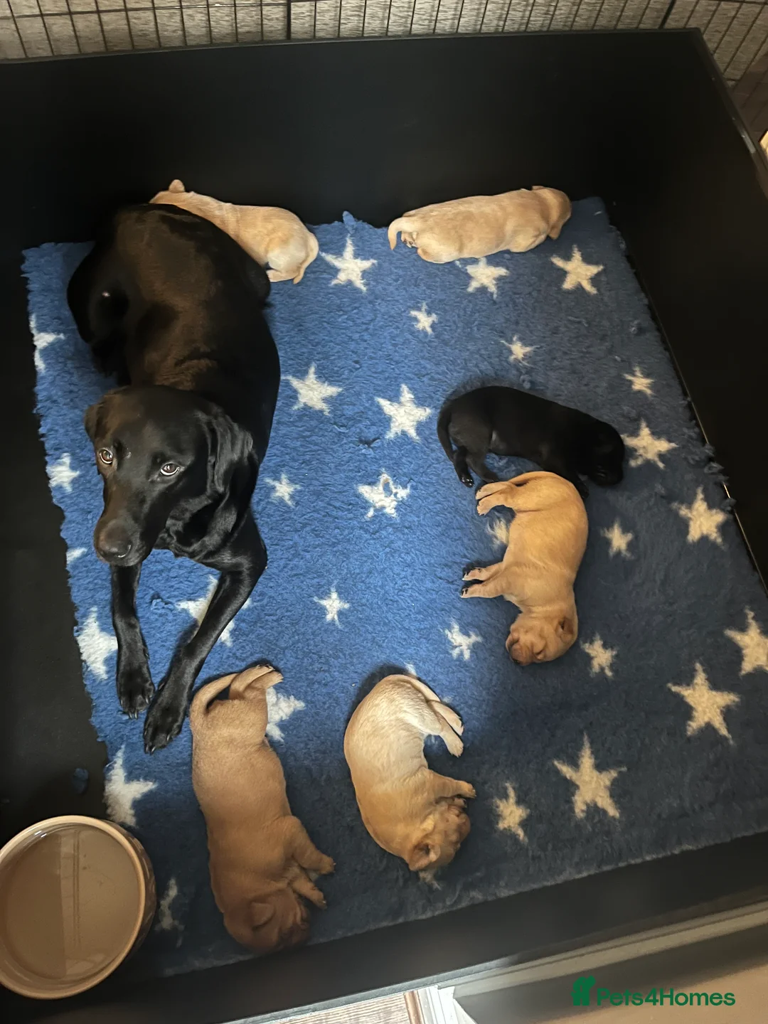 Labrador Retriever dogs for sale: Stunning kc labrador litter  - Advert 4