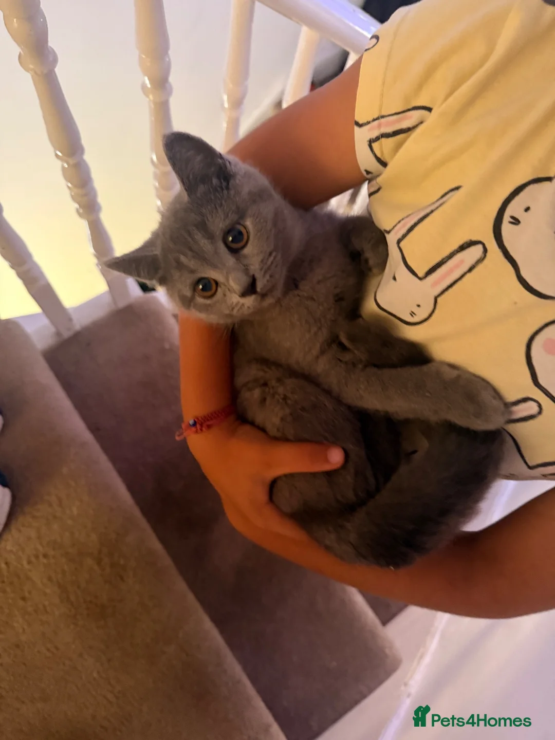 British Shorthair cats for sale: British Shorthair fluffy kitten ready to leave in Greenford - Advert 6
