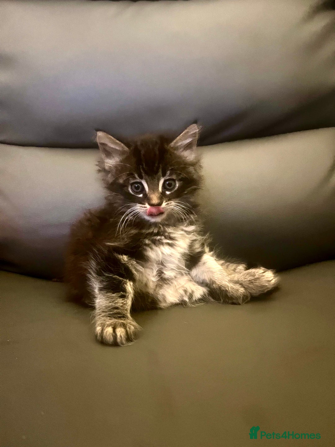 Maine Coon cats for sale: Maine Coon kittens  - Advert 9