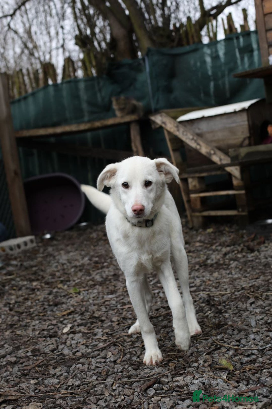 Mixed Breed dogs for adoption: 💖🐶 BELLA 🐶💖 - Advert 7