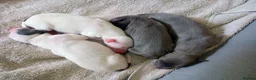 Whippet dogs for sale: REDEVELYN WHIPPET'S KC REG NR GLOUCESTER  - Advert 2