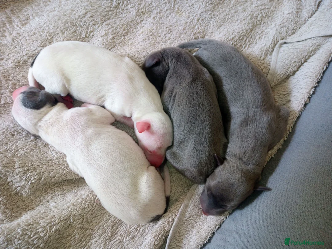 Whippet dogs for sale: REDEVELYN WHIPPET'S KC REG NR GLOUCESTER  - Advert 2