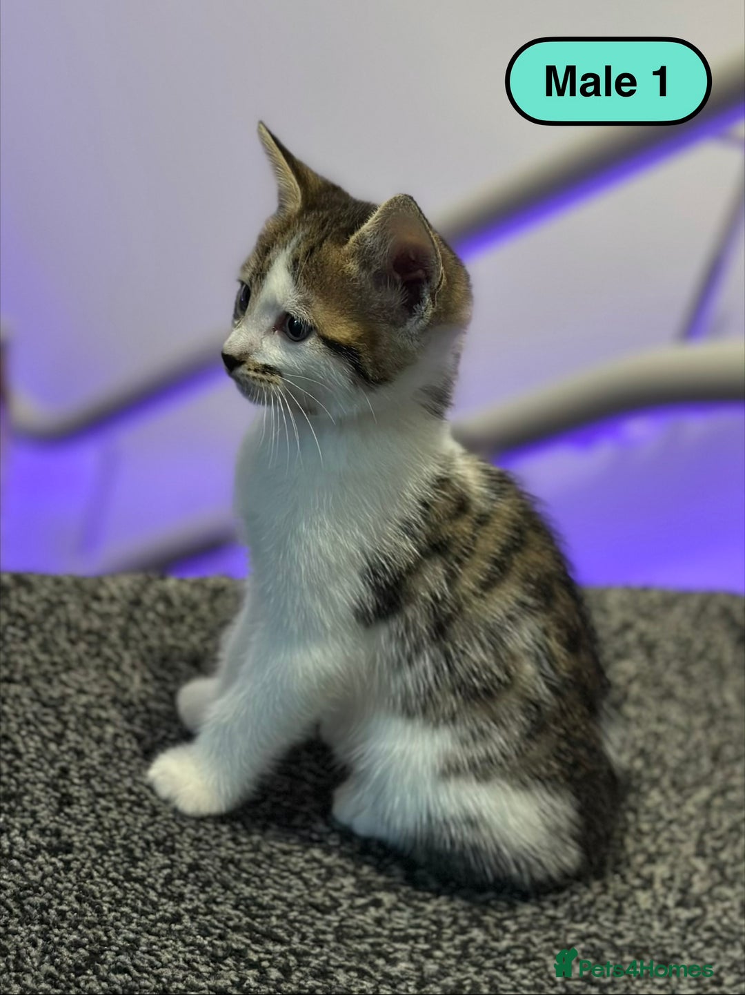 Bengal cats for sale: Gorgeous Bengal X Kittens!! - Image 7