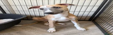 Whippet 1