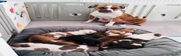 Staffordshire Bull Terrier dogs for sale: Staffordshire bull terrier puppies in Worksop - Advert 33