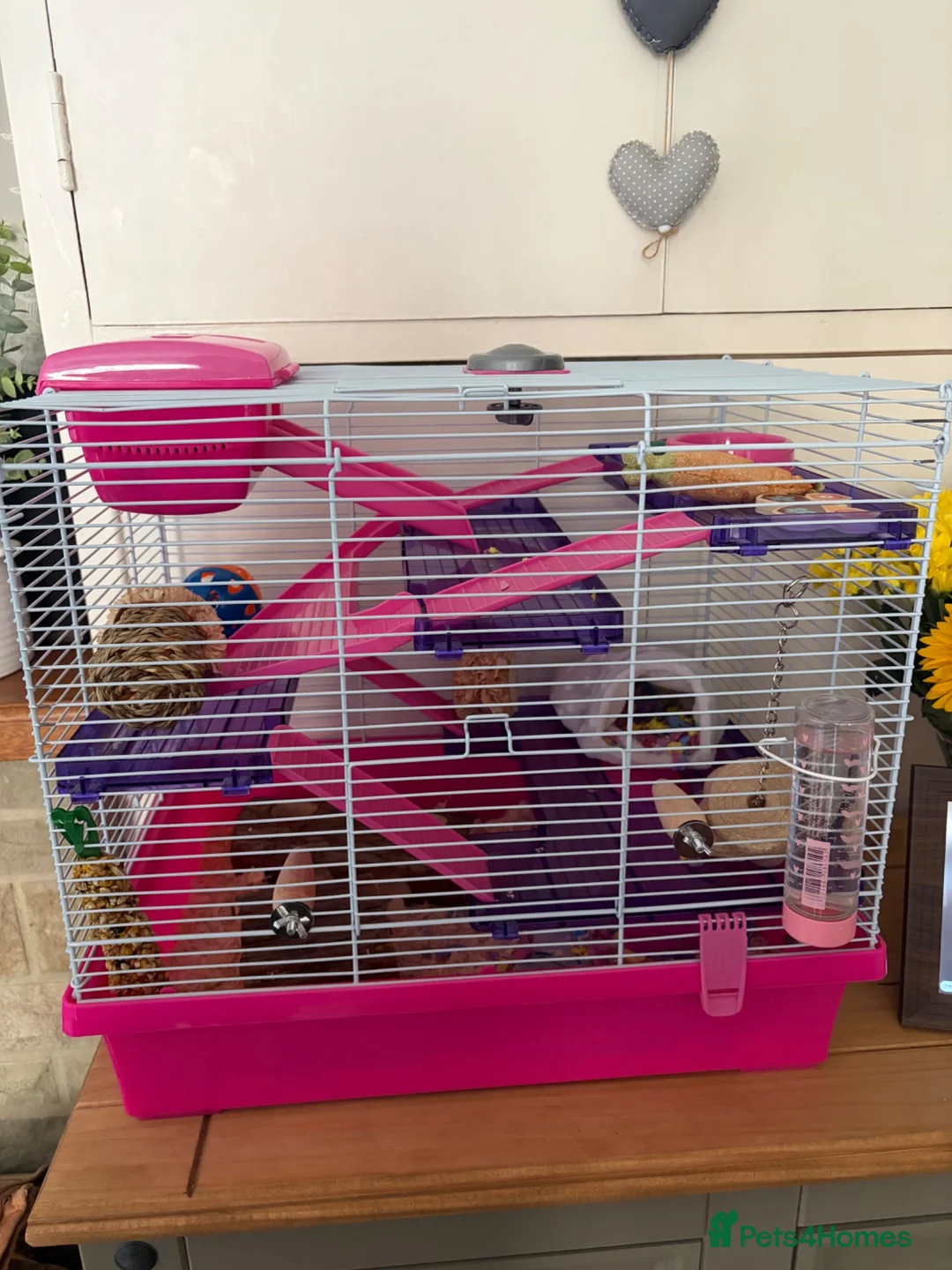 Hamster rodents for sale: Lovely female Russian hamster with set up  - Advert 2
