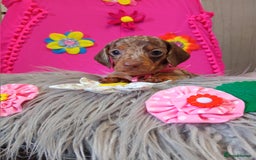 Miniature Dachshund dogs for sale: 3 MINIATURE DUSCHUND PUPPIES  - Image 4