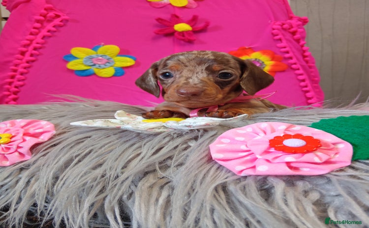 Miniature Dachshund dogs - Advert 1