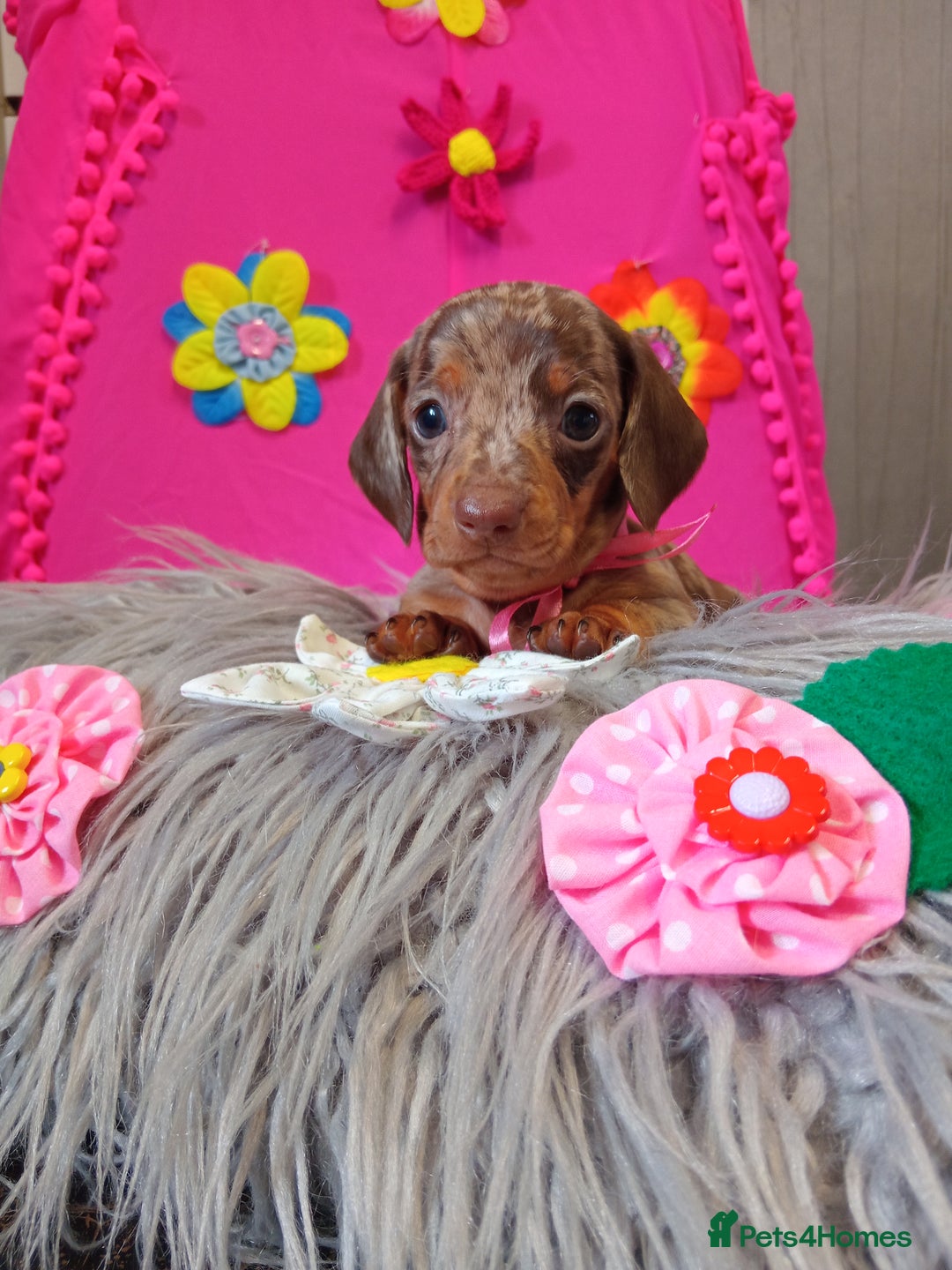 Miniature Dachshund dogs for sale: 3 MINIATURE DUSCHUND PUPPIES  - Image 4