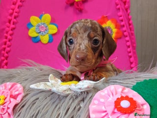 Miniature Dachshund dogs - Advert 9