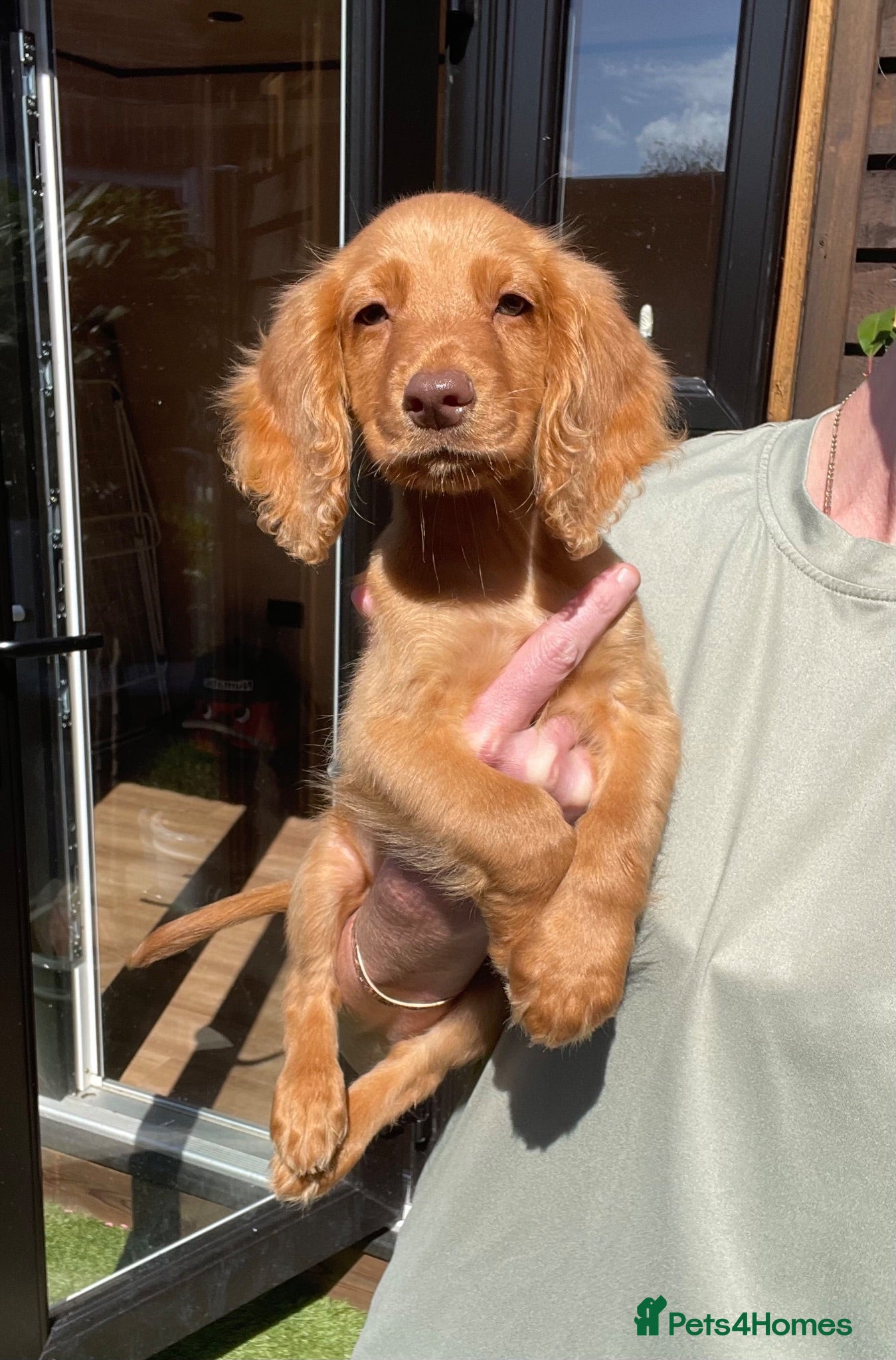 Cocker Spaniel dogs KC Working cockers - CHAMPION LINES - Fully Vax'd - Advert 1