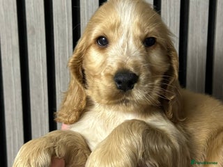 Cocker Spaniel dogs 🐶 Cocker Spaniel Puppies Ready Soon! 🏡 - Advert 8