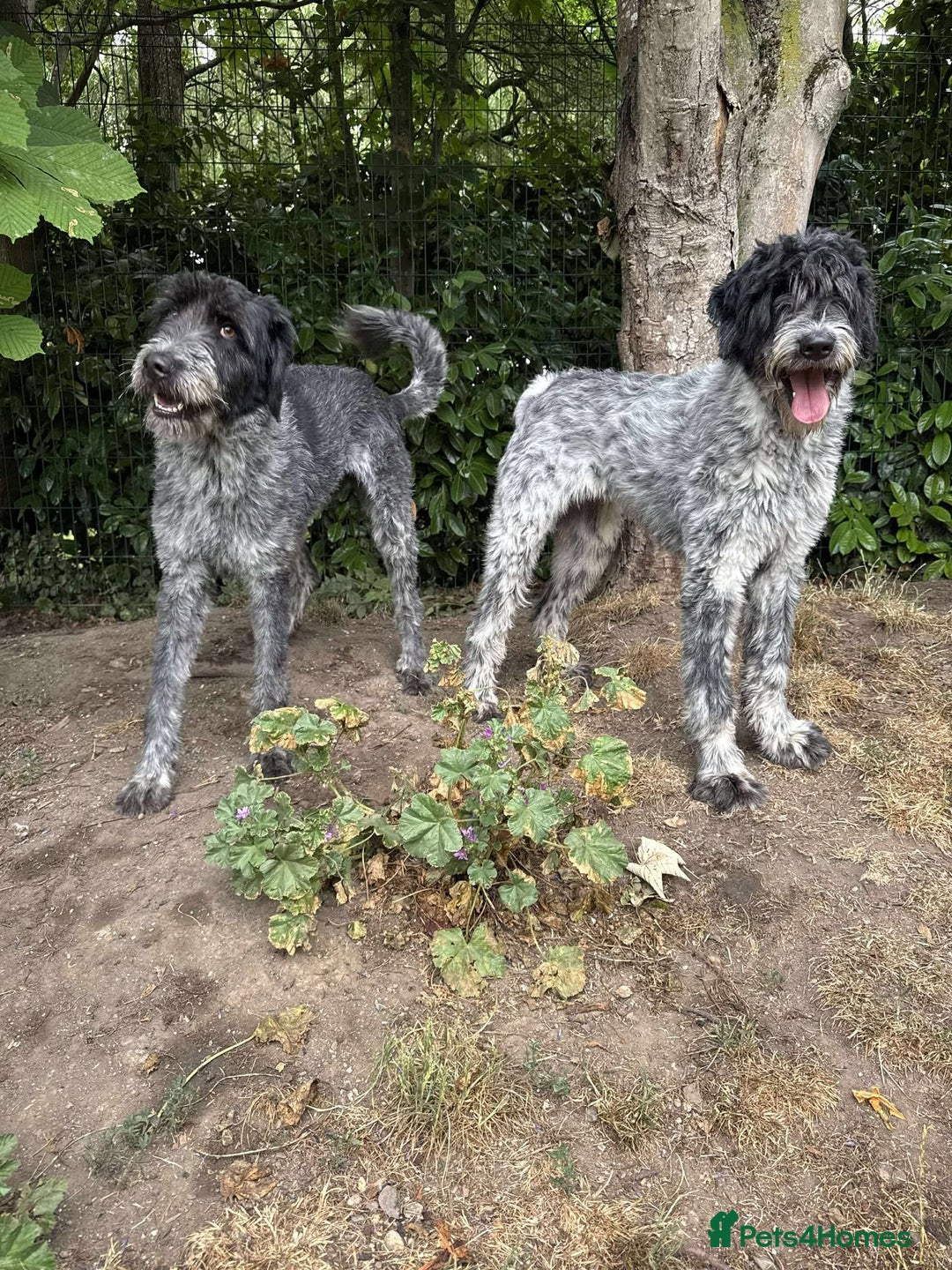 Mixed Breed dogs for adoption: Noodle and Lulu Lemon are in need of a home! - Image 3