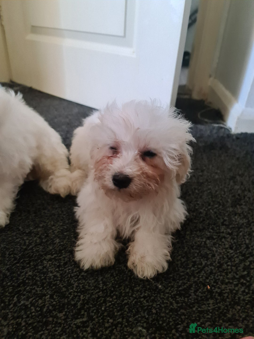 Bichon Frise dogs for sale: 2 Fluffy Bichon Frise puppies looking for a home! - Image 14