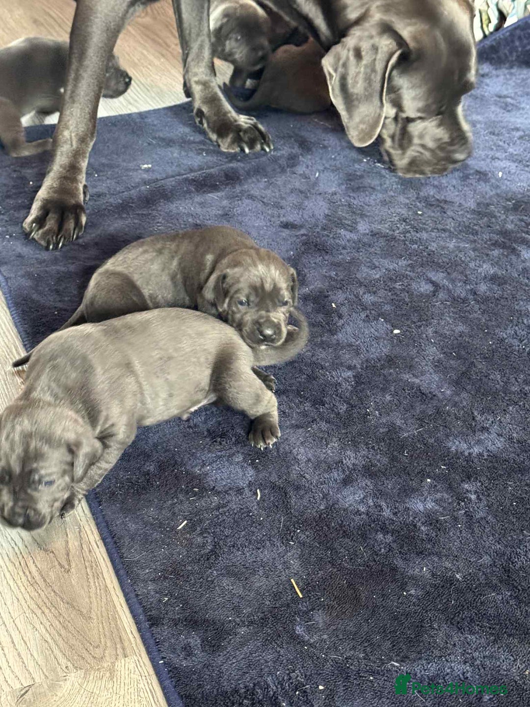 Cane Corso dogs for sale: Beautiful cane corso puppies  - Image 33