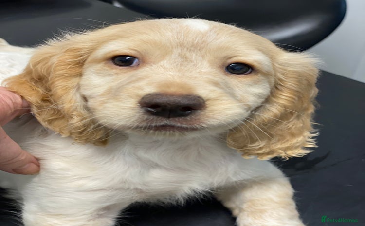 Cocker Spaniel dogs Amazing Chunky  Cocker Spaniel Puppies - Advert 10