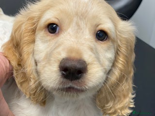 Cocker Spaniel dogs Amazing Chunky Cocker Spaniel Puppies - Advert 15