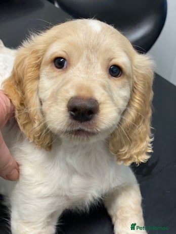 Cocker Spaniel dogs Amazing Chunky Cocker Spaniel Puppies - Advert 10