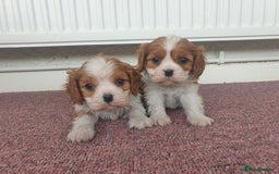 Cavalier King Charles Spaniel dogs for sale: Super KC blenheim pups - health tested parents - Image 4