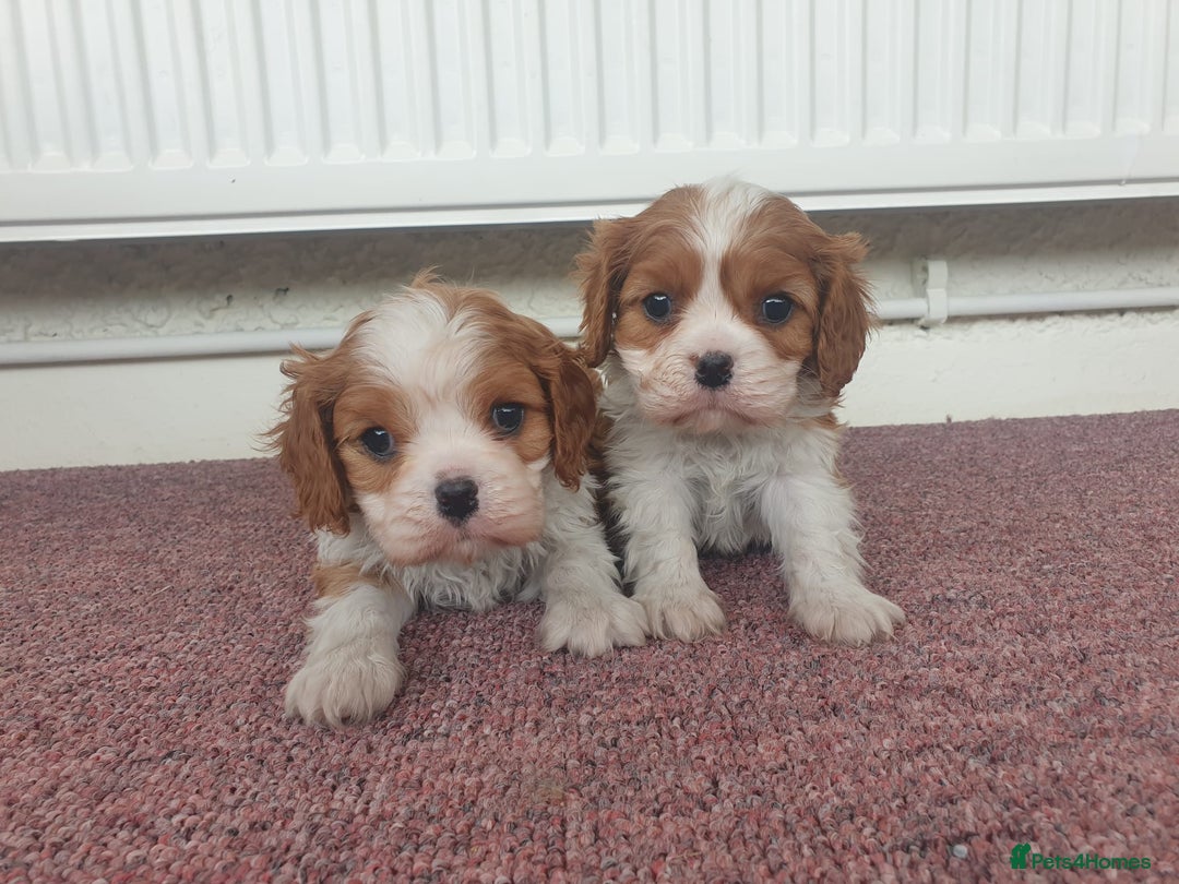 Cavalier King Charles Spaniel dogs for sale: Super KC blenheim pups - health tested parents - Image 4