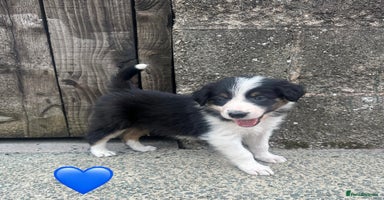 Border Collie dogs - Advert 12