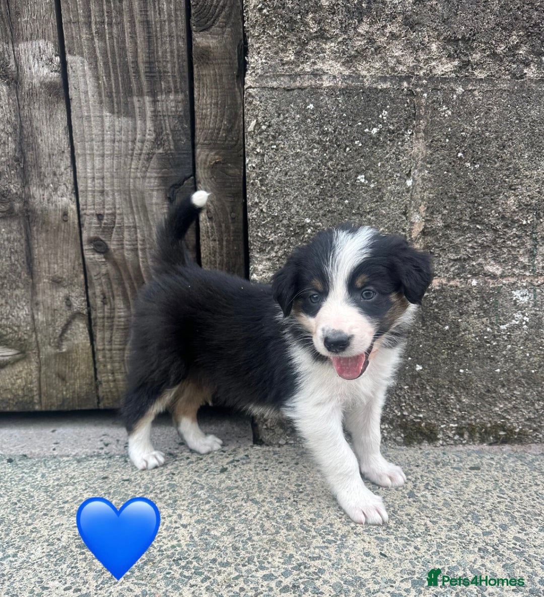 Border Collie dogs for sale: Border Collie Puppies  - Image 3